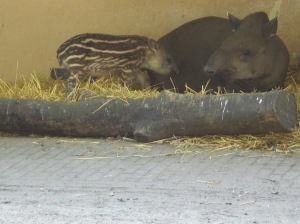 037moeder-en-zoon-tapir